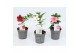 Mandevilla rio mix dipladenia mix 