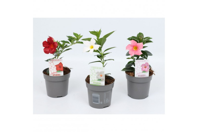 Mandevilla rio mix dipladenia mix 