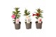 Mandevilla rio mix dipladenia mix 