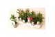 Mandevilla rio mix dipladenia mix 