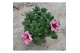 Petunia alpe tunia rose 