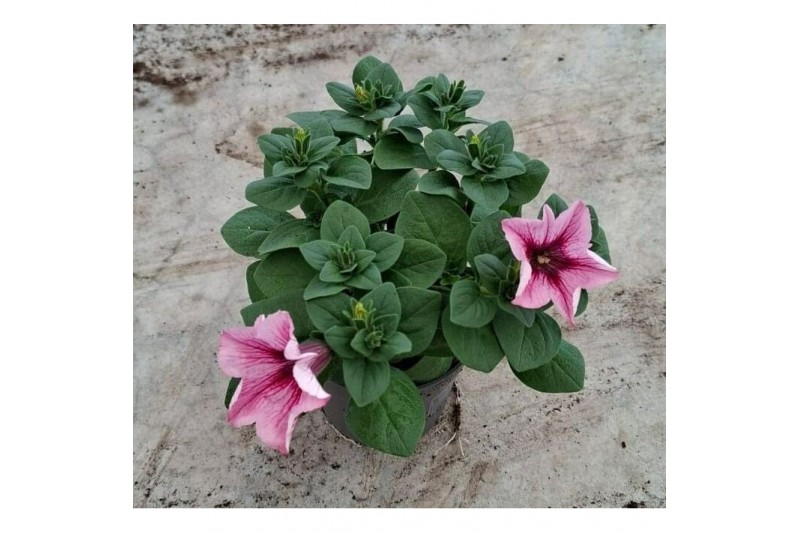 Petunia alpe tunia rose 