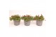 Delosperma cooperi red mountain 