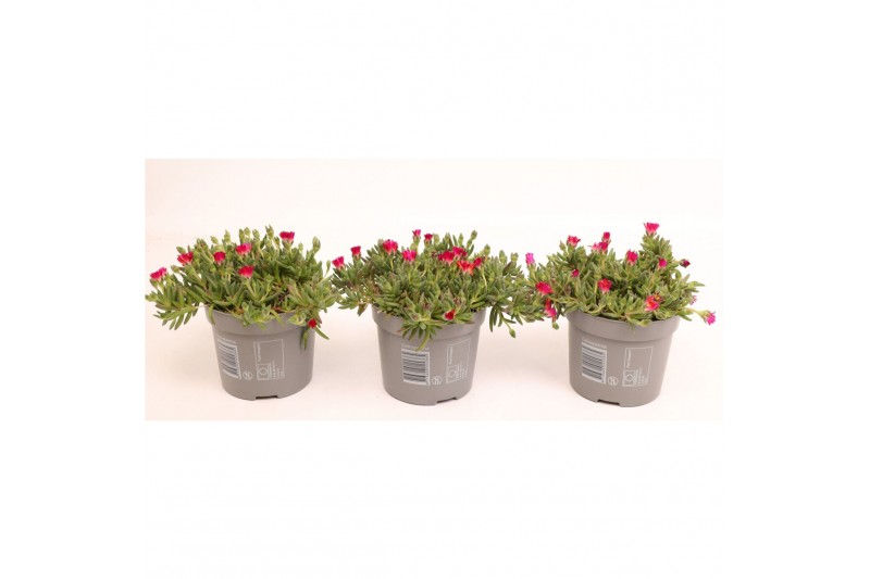 Delosperma cooperi red mountain 
