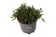 Delosperma cooperi red mountain 