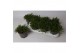 Delosperma cooperi red mountain 