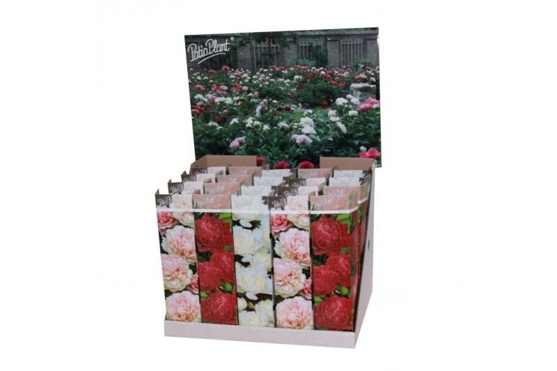 Paeonia mix 