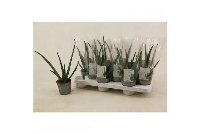 Aloe vera 