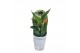Strelitzia reginae 