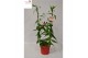 Gloriosa superba rothschildiana boog rood tst 