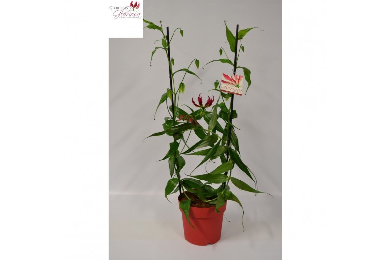 Gloriosa superba rothschildiana boog rood tst 