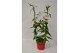 Gloriosa superba rothschildiana boog rood tst 
