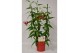 Gloriosa superba rothschildiana triangel rood tst 