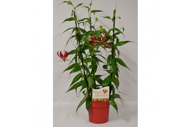 Gloriosa superba rothschildiana triangel rood tst 