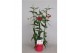 Gloriosa superba rothschildiana triangel rood tst 