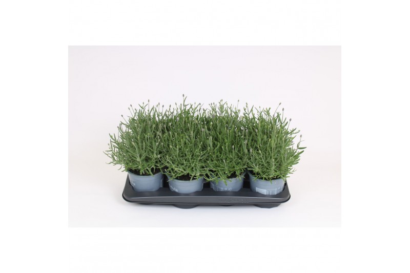 Lavandula angustifolia 
