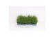 Lavandula angustifolia aromance white 