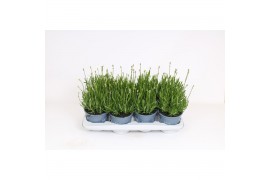 Lavandula angustifolia aromance white