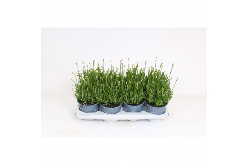Lavandula angustifolia aromance white 