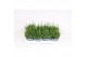 Lavandula angustifolia aromance white 