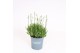 Lavandula angustifolia aromance white 
