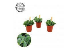 Delosperma echinatum
