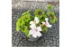 Pelargonium ville de dresden 