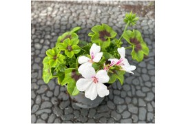 Pelargonium ville de dresden