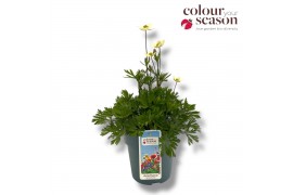 Anemone spring beauty white