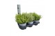 Thymus mix 14cm 