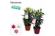 Lilium oriental mix decorum 