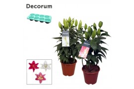 Lilium oriental mix decorum