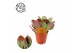 Kalanchoe thyrsiflora 