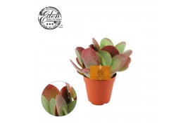 Kalanchoe thyrsiflora