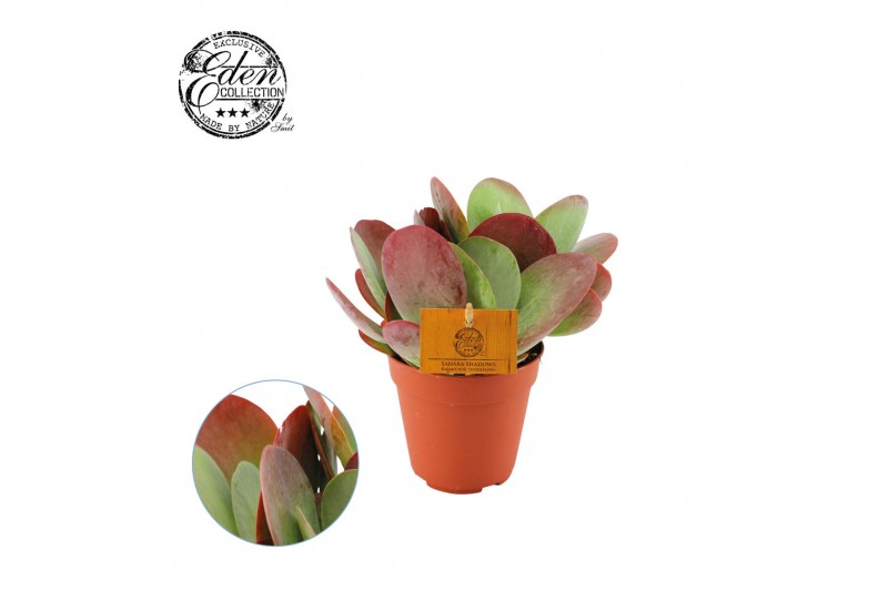 Kalanchoe thyrsiflora 