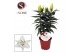 Lilium rascal souvenir wit rascal souvenir white 13cm,5 bl.,3 tak/plnt 