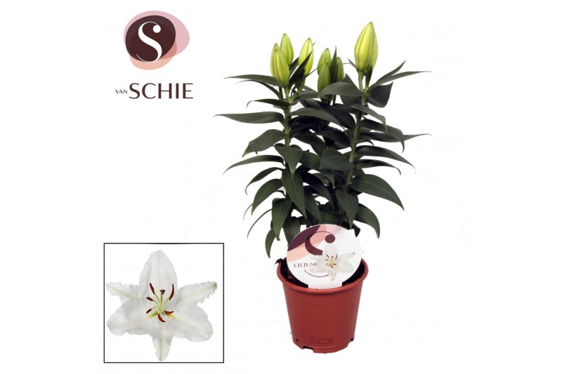 Lilium rascal souvenir wit rascal souvenir white 13cm,5 bl.,3 tak/plnt 