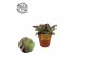 Kalanchoe humilis surprising desert 