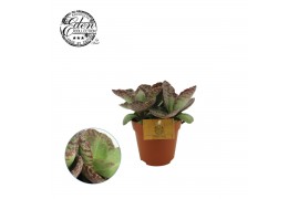 Kalanchoe humilis surprising desert