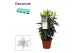 Lilium oriental white souvenir decorum 