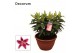 Lilium oriental starlight express schaal 