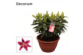 Lilium oriental starlight express schaal