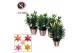 Lilium aziatische grp Aziaat Mix 13cm Potcover STRIPES 