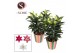 Lilium oriental mix in potcover stripes 