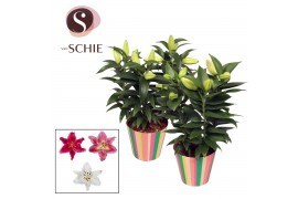 Lilium oriental mix in potcover stripes