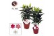 Lilium oriental mix 