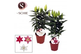 Lilium oriental mix