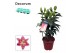 Lilium oriental reeleeze roze decorum 