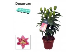 Lilium oriental reeleeze roze decorum