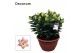 Lilium oriental souvenir schaal 